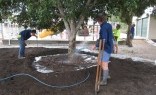 Landscaping Solutions Tree Transplanting